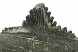 Bizarre Shark (Edestus) Jaw Section with Tooth - Carboniferous #269675-2